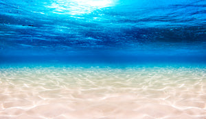underwater photo of clean ocean floor