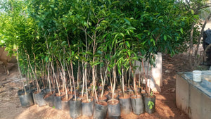 photo of trees we are planting in Southern India