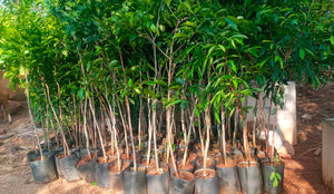 photo of trees we are planting in Southern India